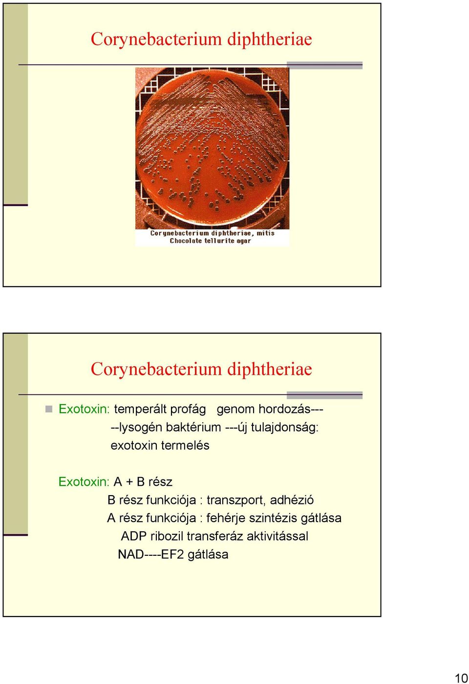 termelés Exotoxin: A + B rész B rész funkciója : transzport, adhézió A rész