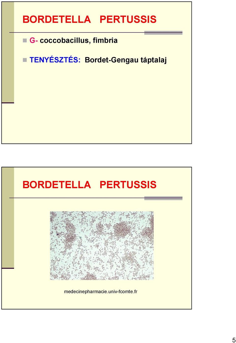 Bordet-Gengau táptalaj BORDETELLA