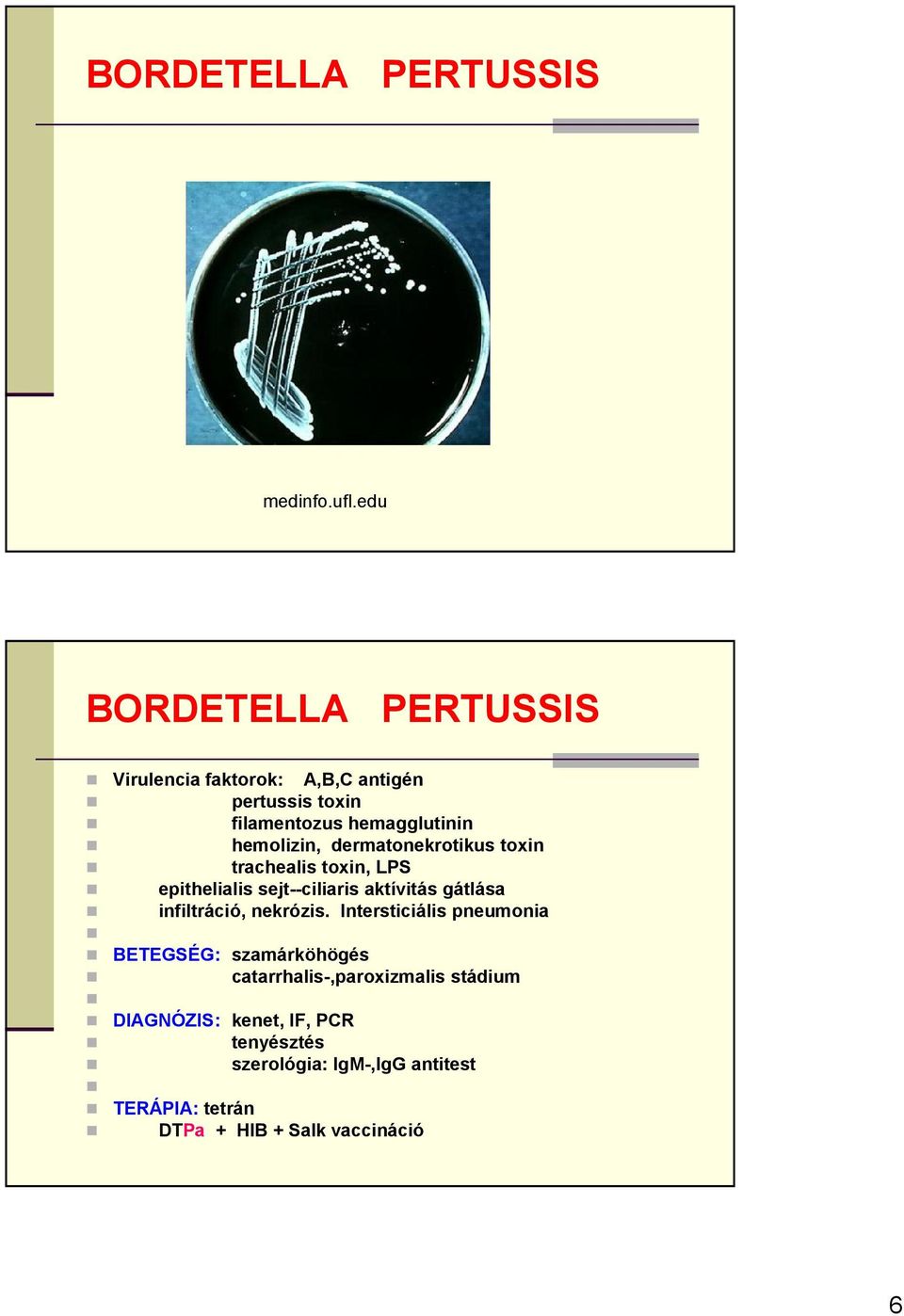 dermatonekrotikus toxin trachealis toxin, LPS epithelialis sejt--ciliaris aktívitás gátlása infiltráció, nekrózis.