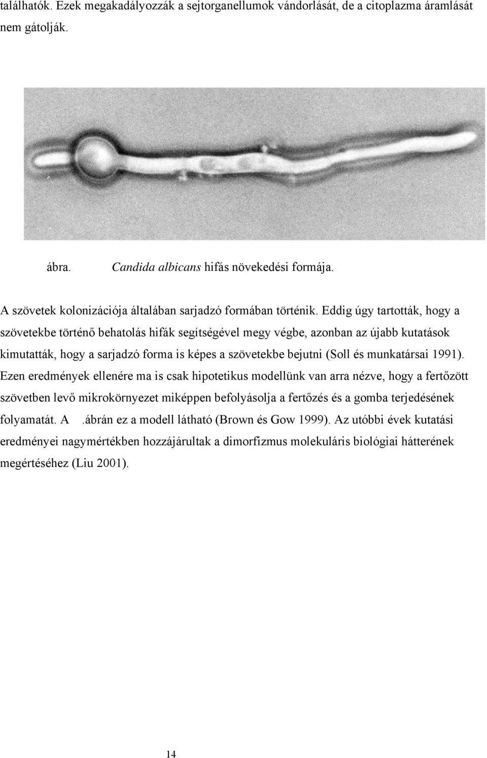 Eddig úgy tartották, hogy a szövetekbe történő behatolás hifák segítségével megy végbe, azonban az újabb kutatások kimutatták, hogy a sarjadzó forma is képes a szövetekbe bejutni (Soll és munkatársai
