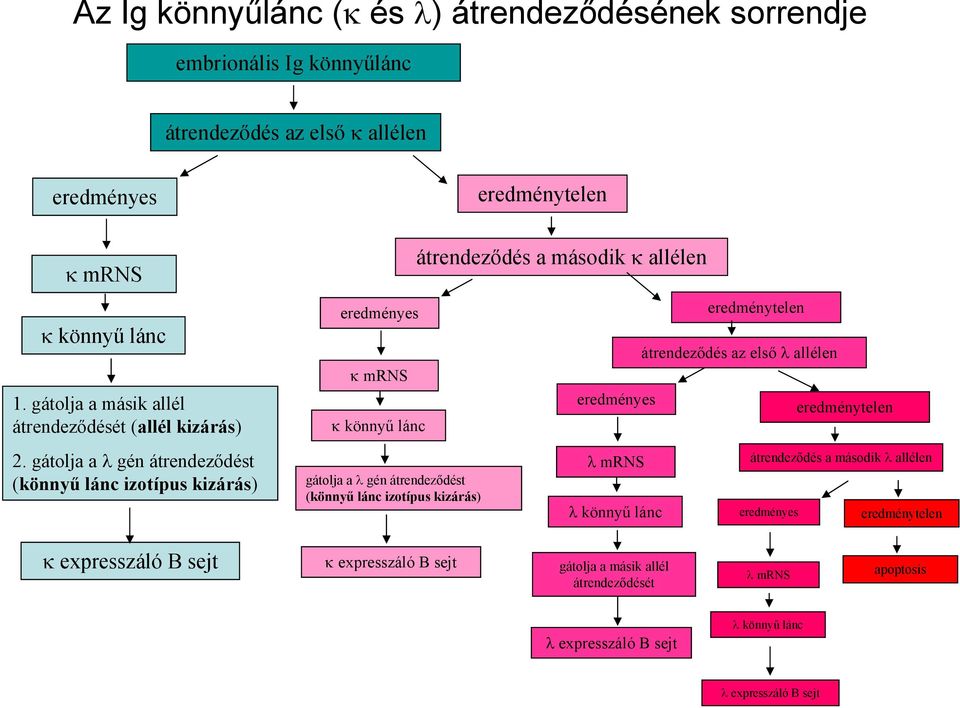 gátolja a gén átrendeződést (könnyű lánc izotípus kizárás) eredményes mrns könnyű lánc gátolja a gén átrendeződést (könnyű lánc izotípus kizárás) eredménytelen