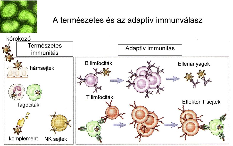 limfociták Ellenanyagok fagociták T limfociták