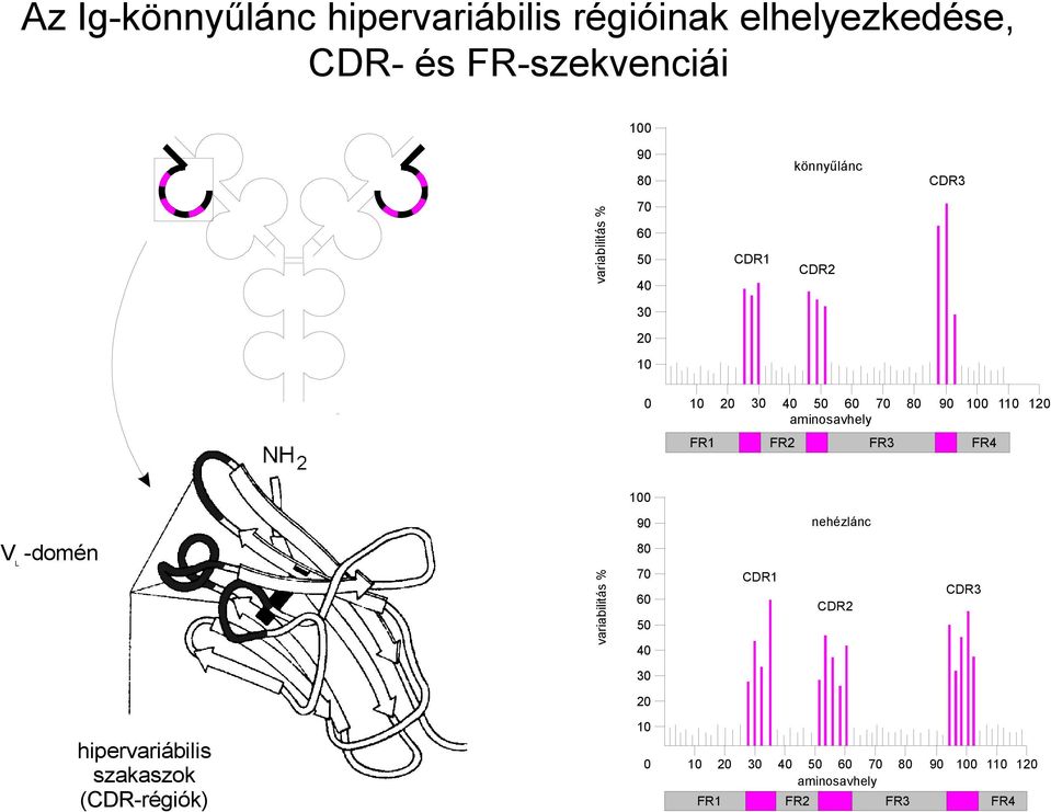 aminosavhely FR1 FR2 FR3 FR4 V -domén L hipervariábilis szakaszok (CDR-régiók) variabilitás % 100 90