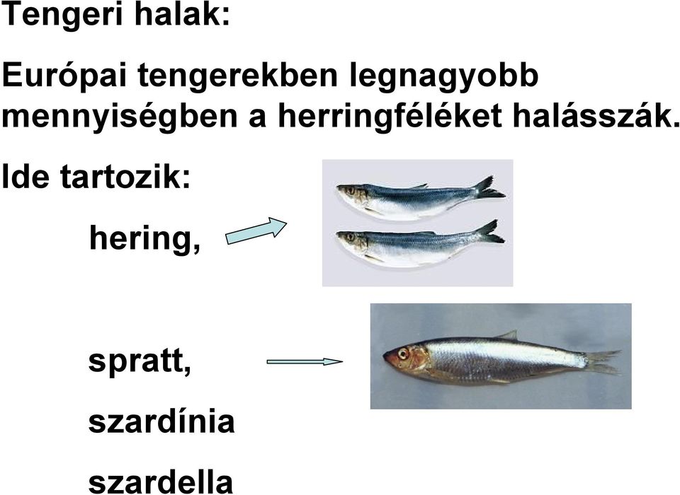 mennyiségben a herringféléket