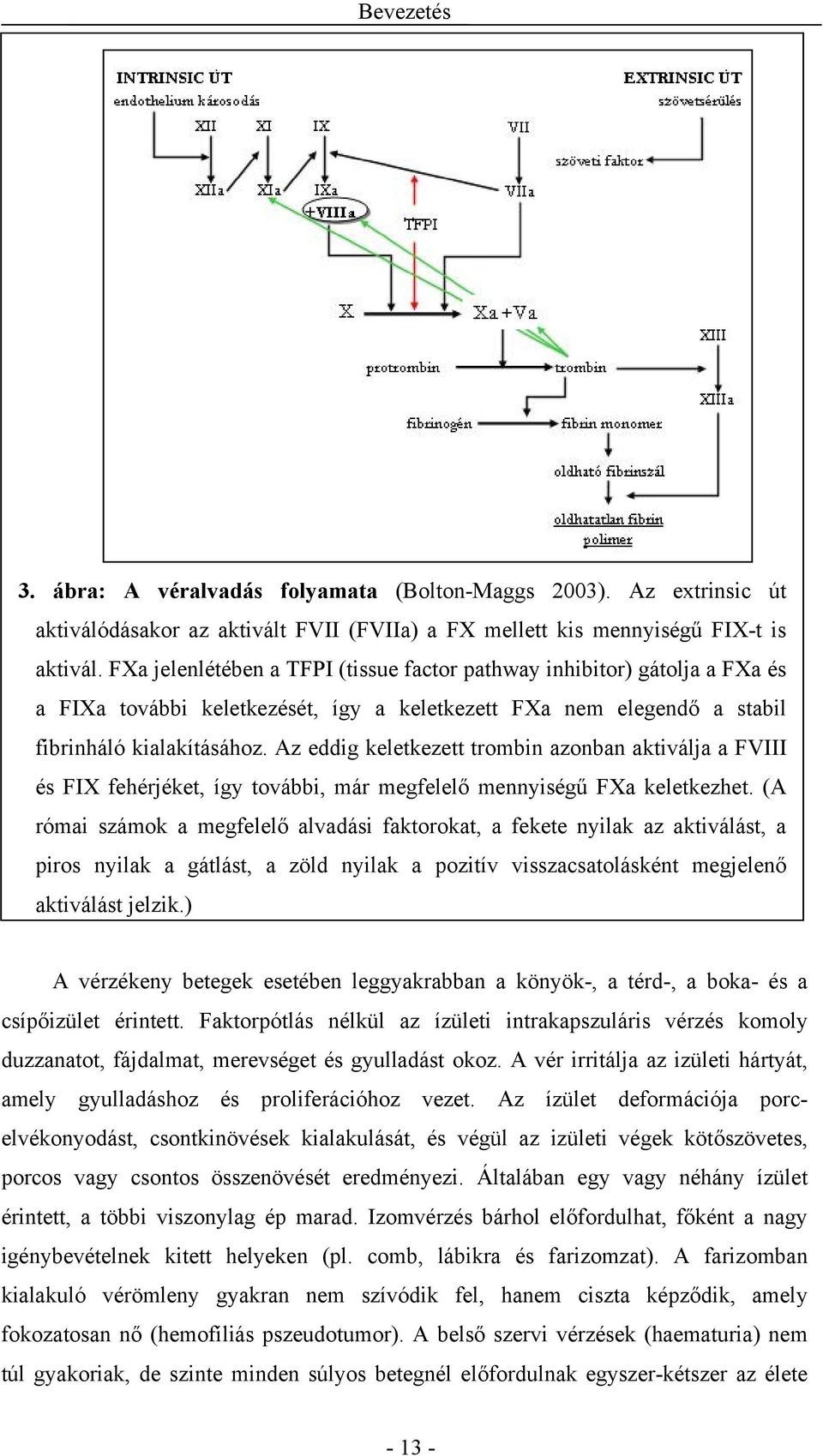 Az eddig keletkezett trombin azonban aktiválja a FVIII és FIX fehérjéket, így további, már megfelelő mennyiségű FXa keletkezhet.