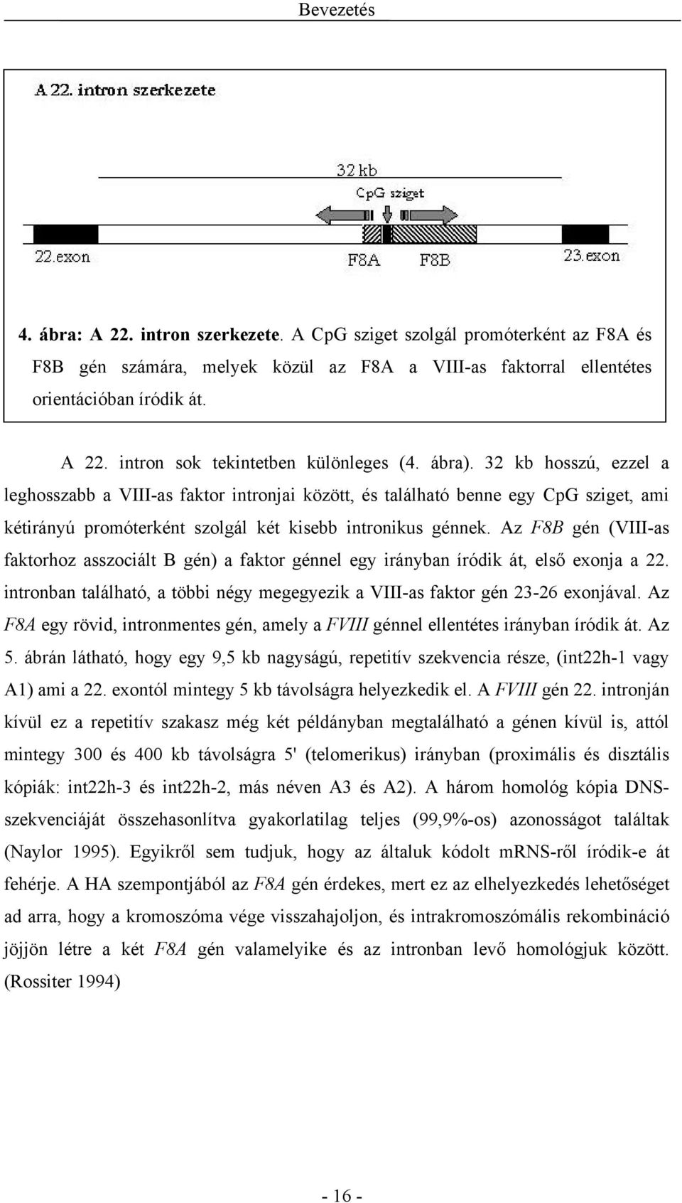 Az F8B gén (VIII-as faktorhoz asszociált B gén) a faktor génnel egy irányban íródik át, első exonja a 22. intronban található, a többi négy megegyezik a VIII-as faktor gén 23-26 exonjával.