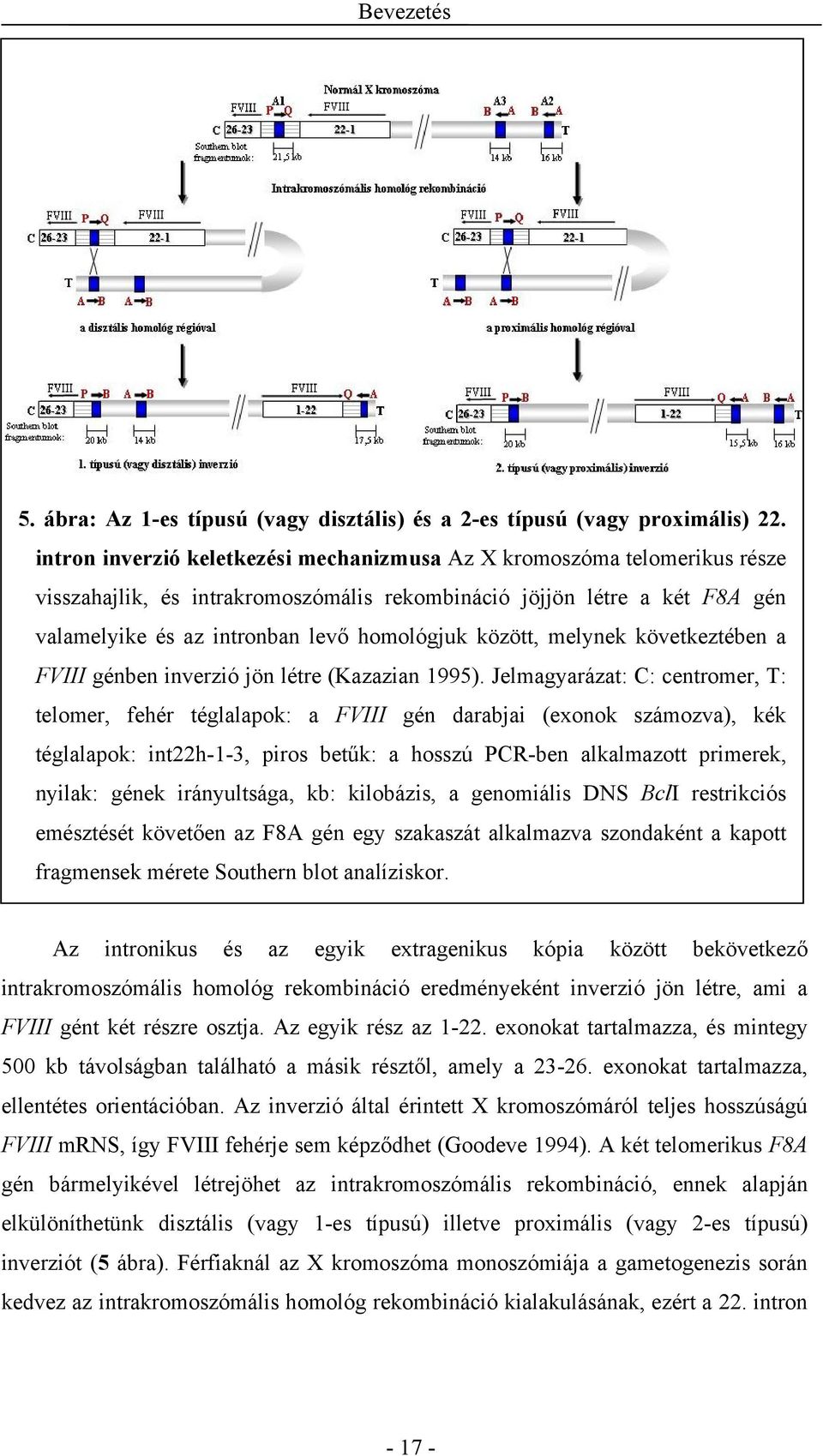 között, melynek következtében a FVIII génben inverzió jön létre (Kazazian 1995).