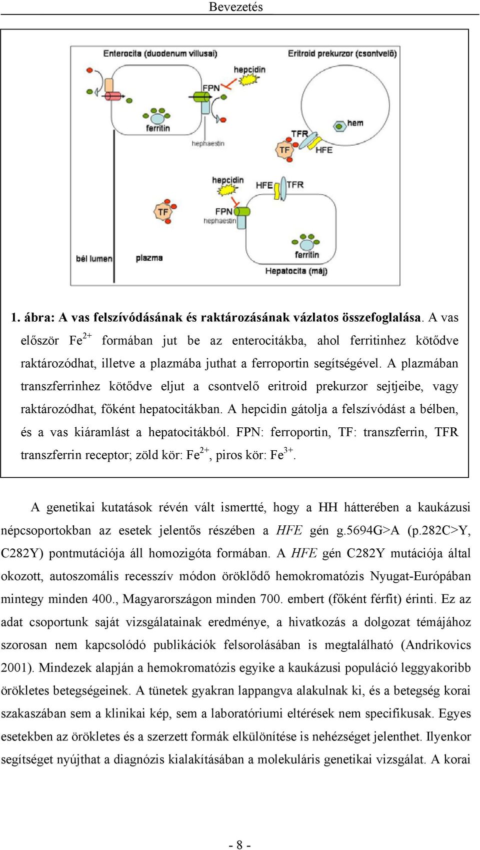 A plazmában transzferrinhez kötődve eljut a csontvelő eritroid prekurzor sejtjeibe, vagy raktározódhat, főként hepatocitákban.