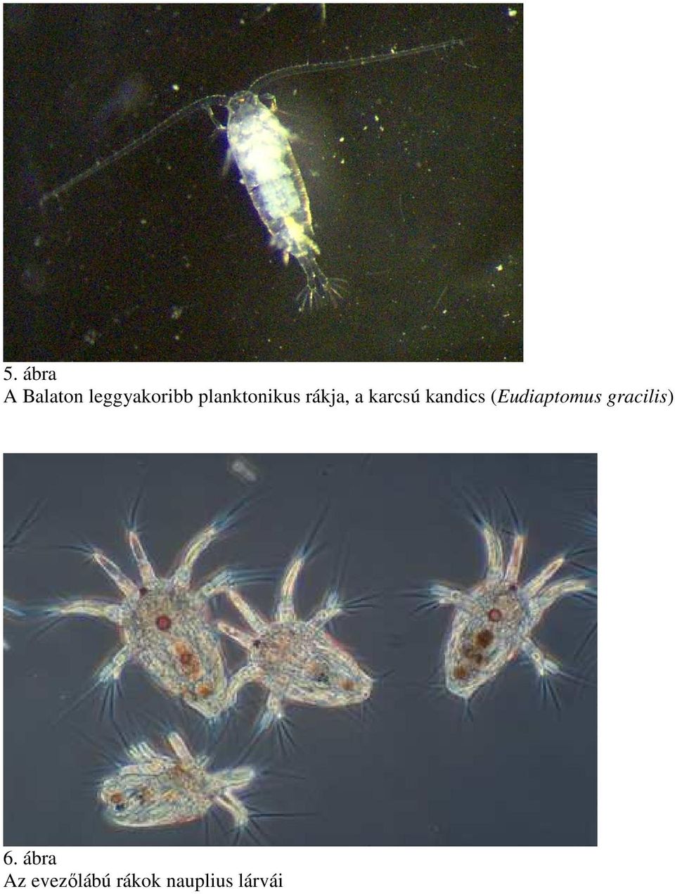 kandics (Eudiaptomus gracilis) 6.