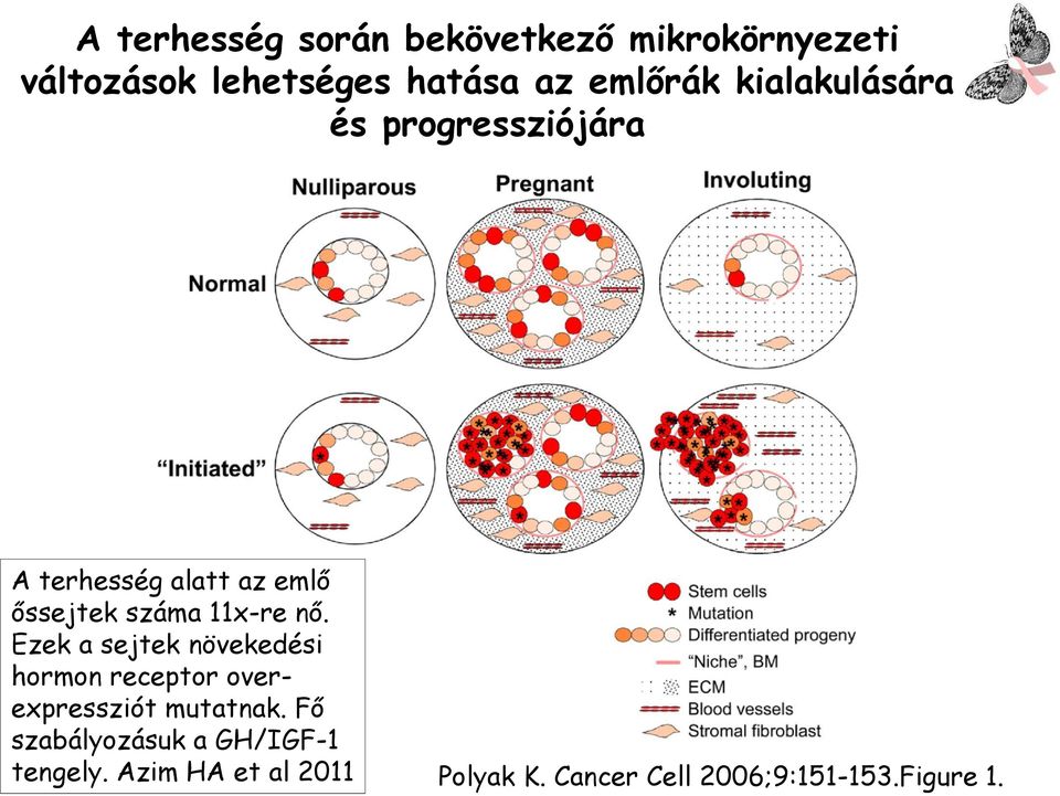 11x-re nő. Ezek a sejtek növekedési hormon receptor overexpressziót mutatnak.