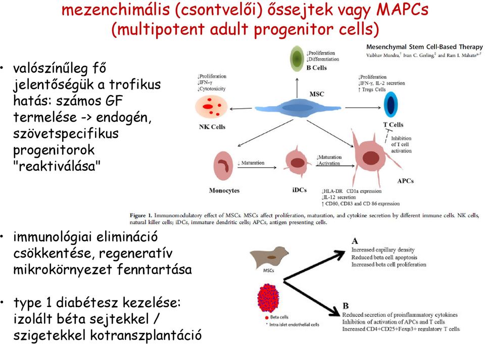 szövetspecifikus progenitorok "reaktiválása" immunológiai elimináció csökkentése,