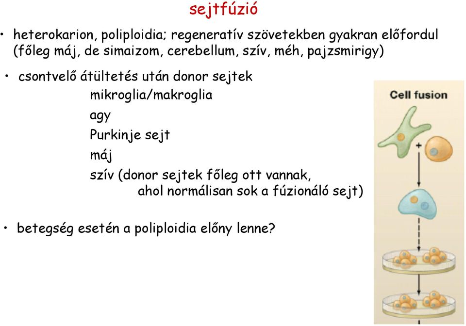 után donor sejtek mikroglia/makroglia agy Purkinje sejt máj szív (donor sejtek főleg