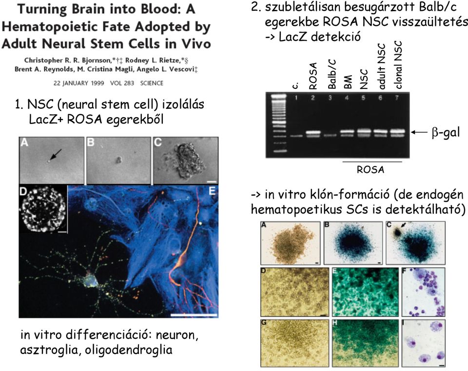 NSC (neural stem cell) izolálás LacZ+ ROSA egerekből β-gal ROSA -> in vitro