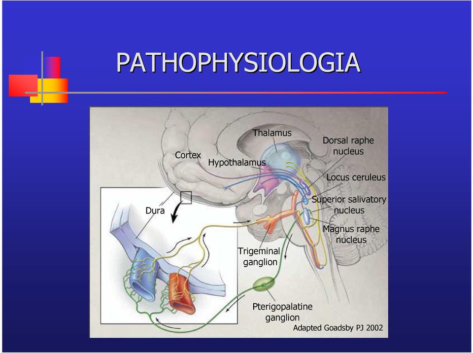 salivatory nucleus Trigeminal ganglion Magnus