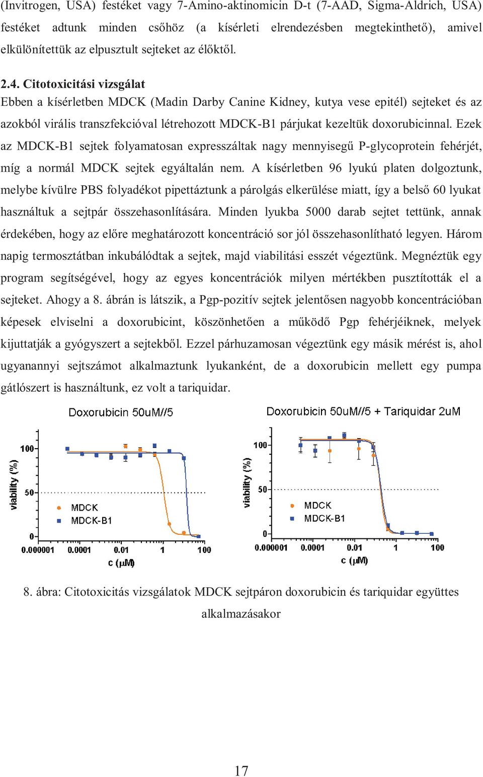 Citotoxicitási vizsgálat Ebben a kísérletben MDCK (Madin Darby Canine Kidney, kutya vese epitél) sejteket és az azokból virális transzfekcióval létrehozott MDCK-B1 párjukat kezeltük doxorubicinnal.