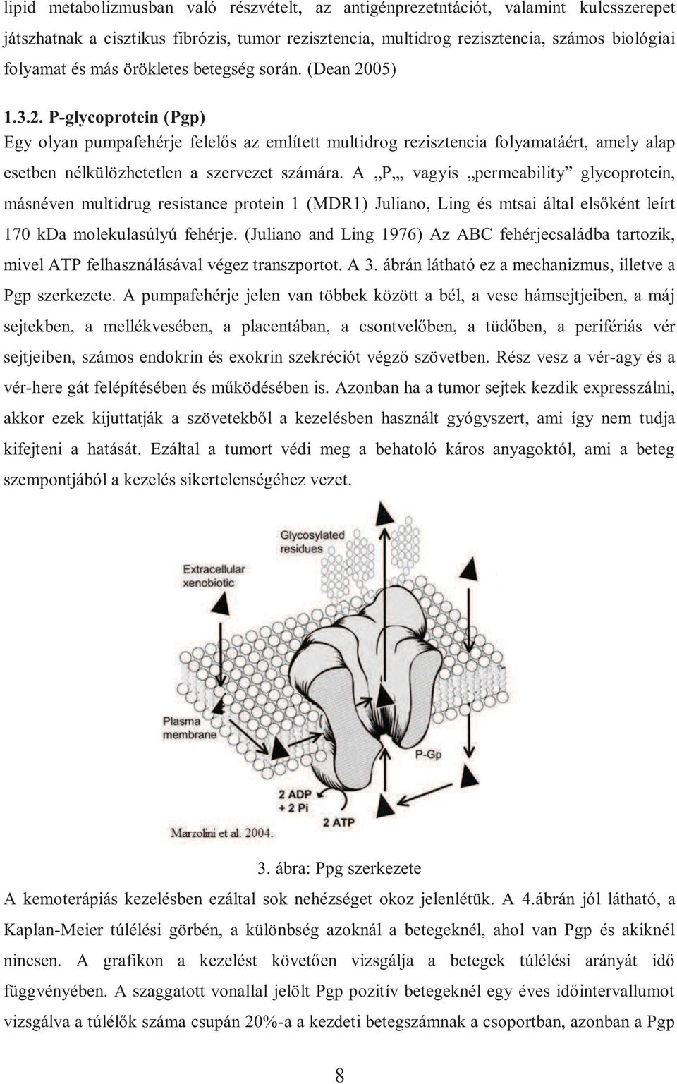 A P, vagyis permeability glycoprotein, másnéven multidrug resistance protein 1 (MDR1) Juliano, Ling és mtsai által elsőként leírt 170 kda molekulasúlyú fehérje.