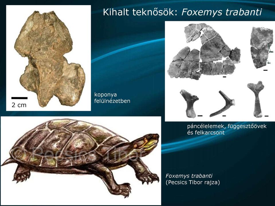 páncélelemek, függesztőövek és