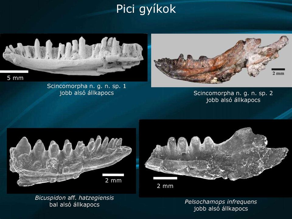 2 jobb alsó állkapocs 2 mm 2 mm Bicuspidon aff.