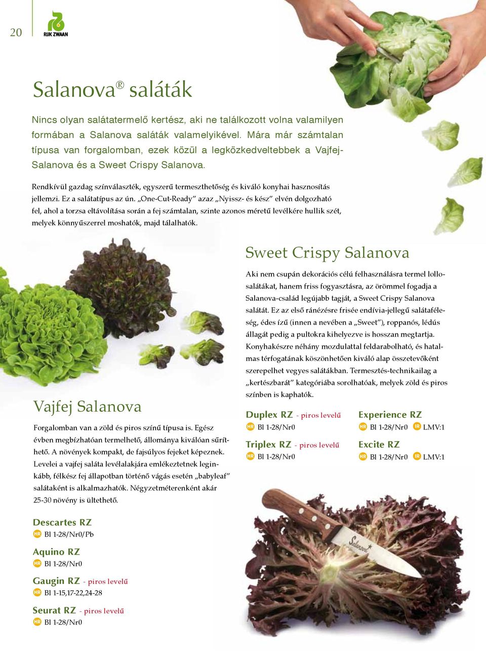 Rendkívül gazdag színválaszték, egyszerű termeszthetőség és kiváló konyhai hasznosítás jellemzi. Ez a salátatípus az ún.
