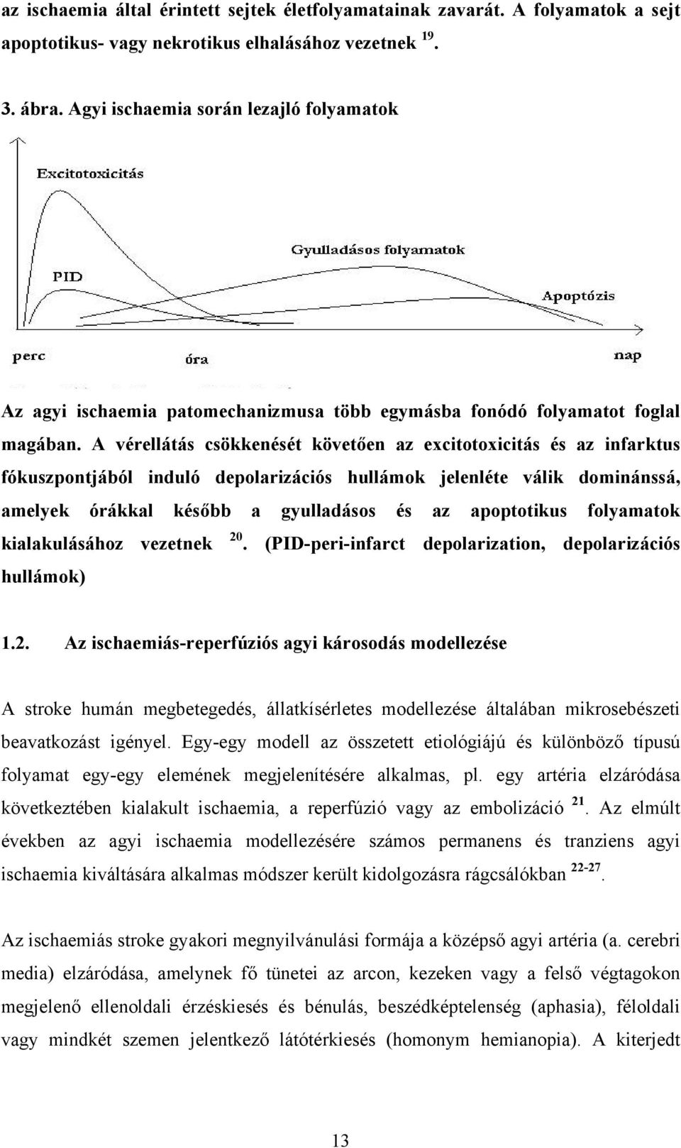 A vérellátás csökkenését követően az excitotoxicitás és az infarktus fókuszpontjából induló depolarizációs hullámok jelenléte válik dominánssá, amelyek órákkal később a gyulladásos és az apoptotikus