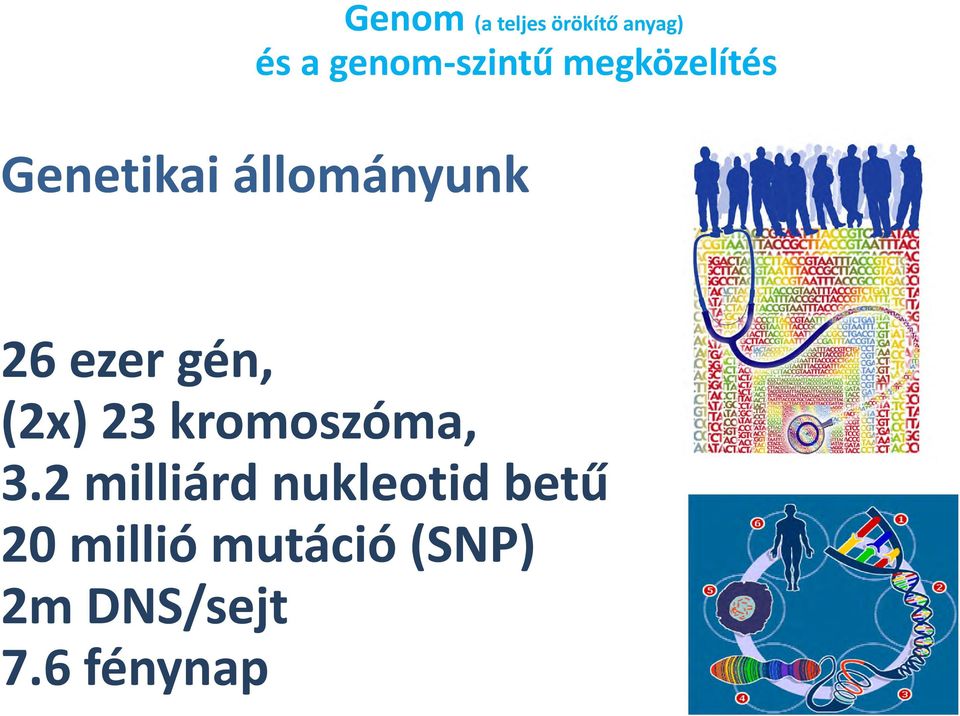 ezer gén, (2x) 23 kromoszóma, 3.