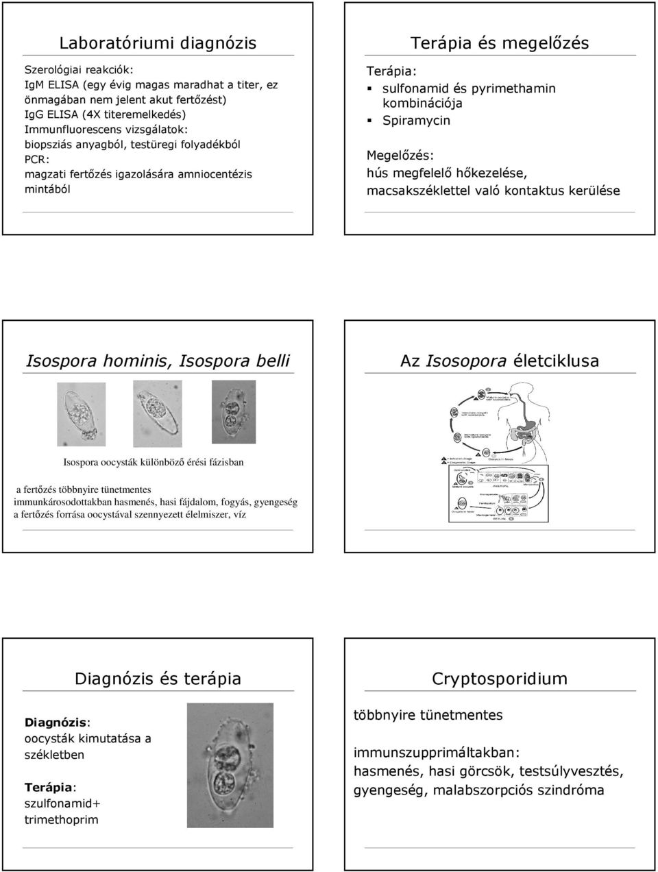 macsakszéklettel való kontaktus kerülése Isospora hominis, Isospora belli Az Isosopora életciklusa Isospora oocysták különböző érési fázisban a fertőzés többnyire tünetmentes immunkárosodottakban