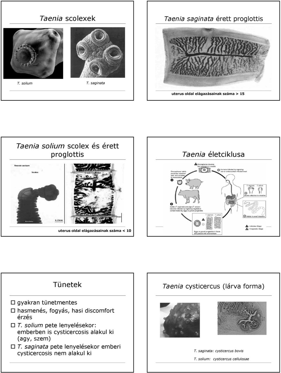 elágazásainak száma < 10 gyakran tünetmentes hasmenés, fogyás, hasi discomfort érzés T.