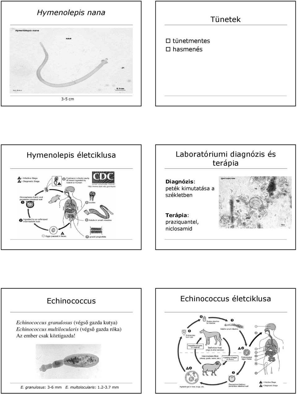 Echinococcus életciklusa Echinococcus granulosus (végső gazda kutya) Echinococcus