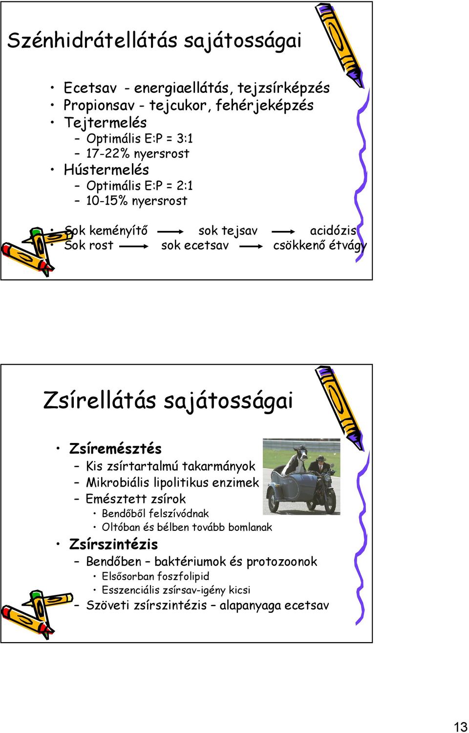 sajátosságai Zsíremésztés Kis zsírtartalmú takarmányok Mikrobiális lipolitikus enzimek Emésztett zsírok Bendőből felszívódnak Oltóban és bélben