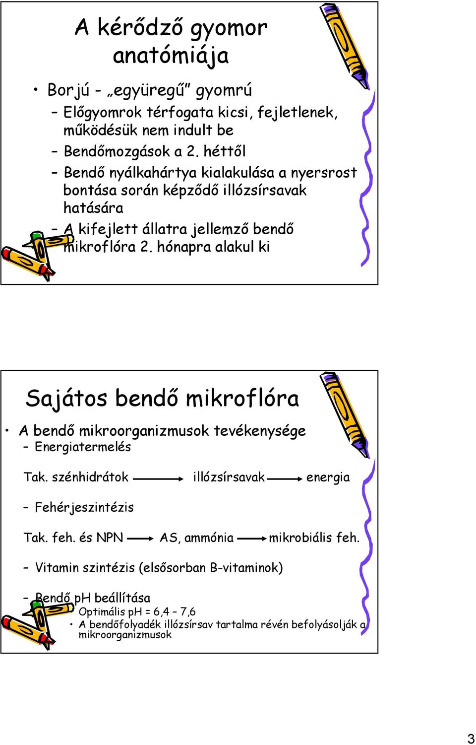 hónapra alakul ki Sajátos bendő mikroflóra A bendő mikroorganizmusok tevékenysége Energiatermelés Tak. szénhidrátok illózsírsavak energia Fehérjeszintézis Tak.