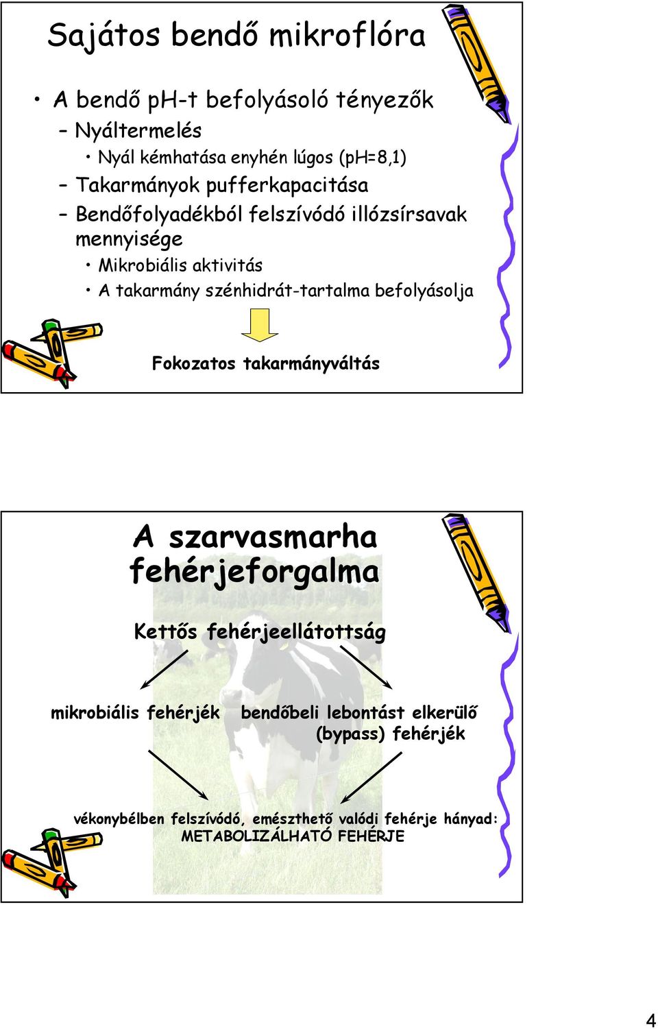 befolyásolja Fokozatos takarmányváltás A szarvasmarha fehérjeforgalma Kettős fehérjeellátottság mikrobiális fehérjék