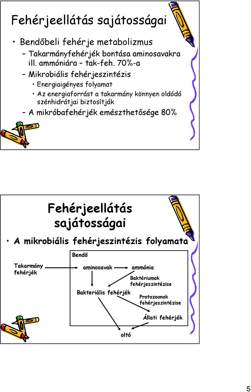 biztosítják A mikróbafehérjék emészthetősége 80% Fehérjeellátás sajátosságai A mikrobiális fehérjeszintézis folyamata Bendő