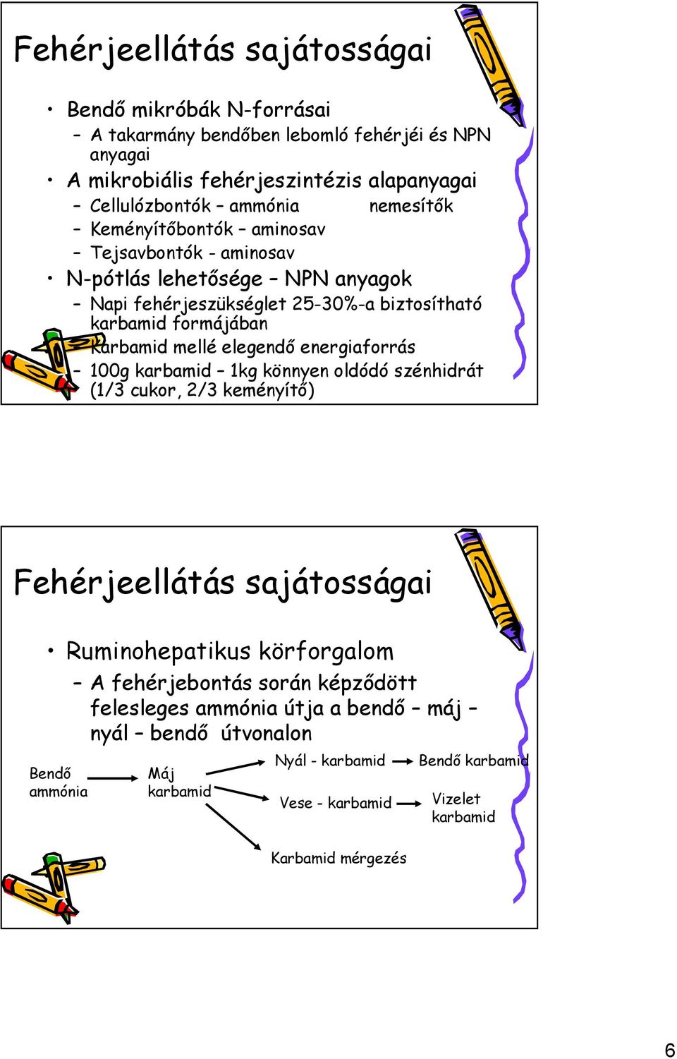 elegendő energiaforrás 100g karbamid 1kg könnyen oldódó szénhidrát (1/3 cukor, 2/3 keményítő) Fehérjeellátás sajátosságai Ruminohepatikus körforgalom Bendő ammónia A