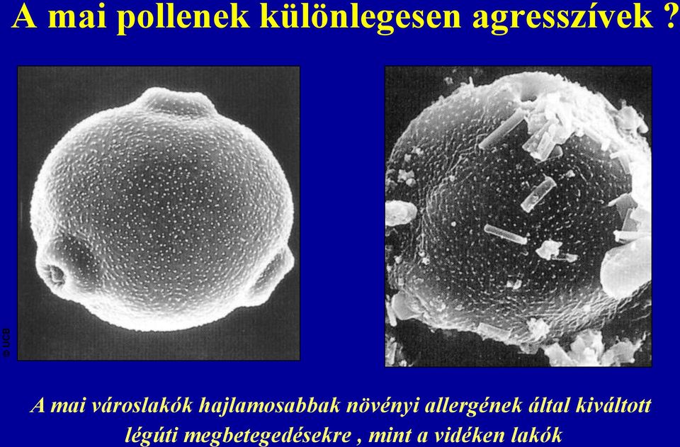 A mai városlakók hajlamosabbak növényi