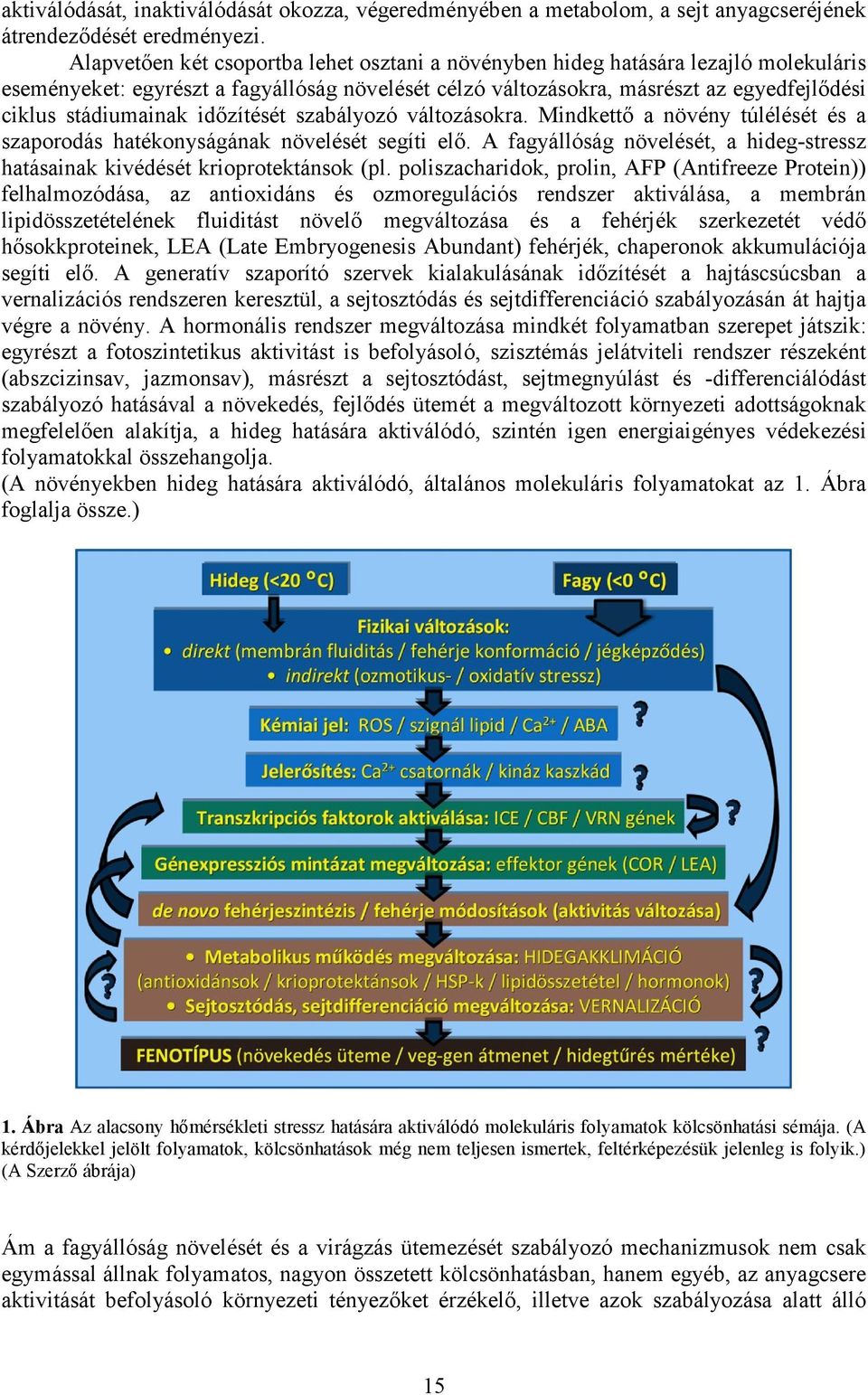 idızítését szabályozó változásokra. Mindkettı a növény túlélését és a szaporodás hatékonyságának növelését segíti elı.