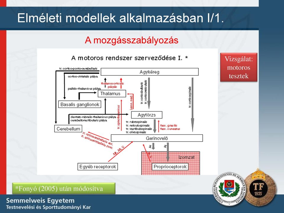 A mozgásszabályozás *