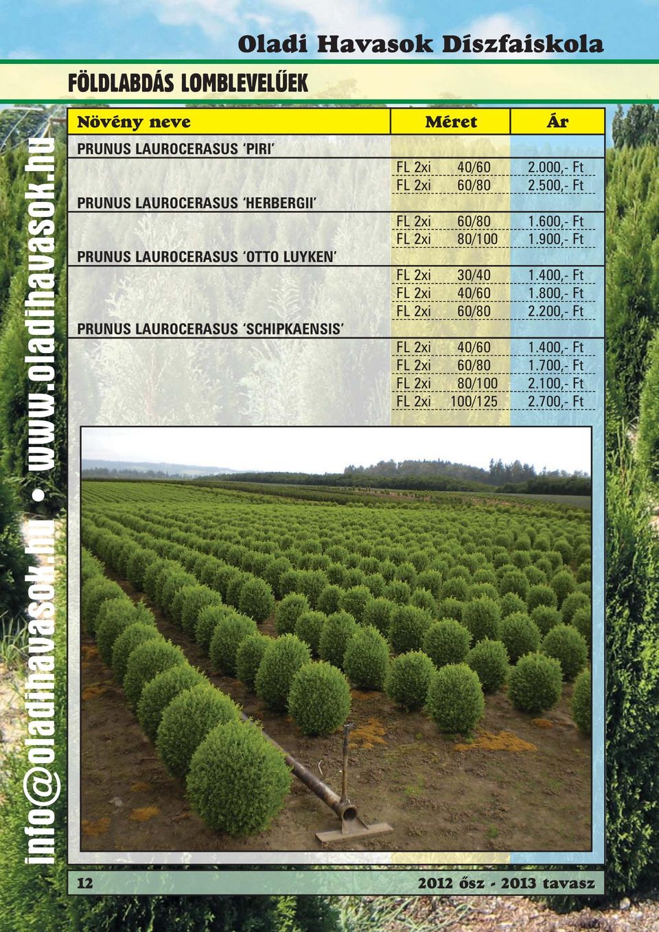 hu FÖLDLABDÁS LOMBLEVELÛEK PRUNUS LAUROCERASUS PIRI Oladi Havasok Díszfaiskola PRUNUS LAUROCERASUS HERBERGII PRUNUS