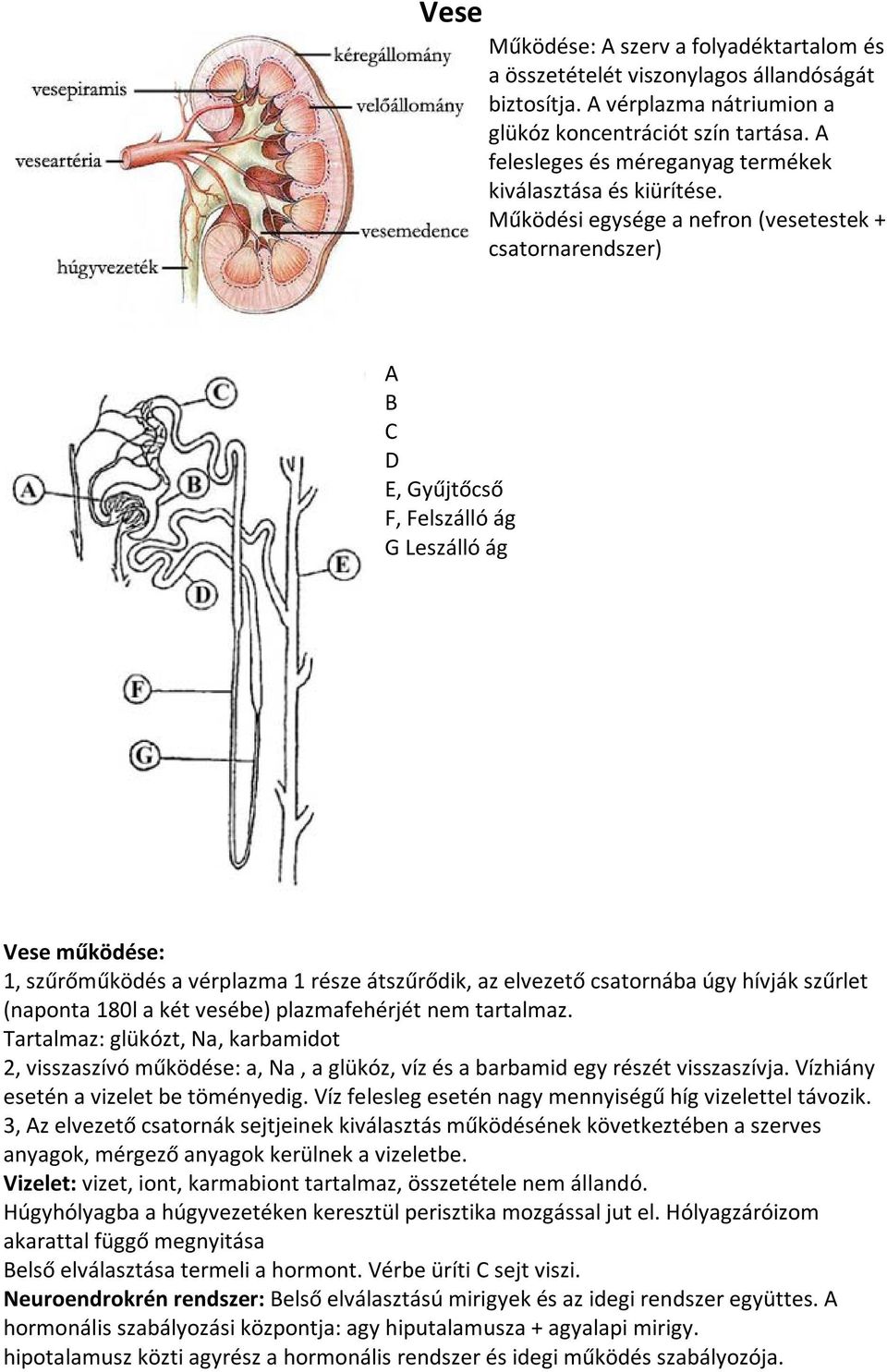 Működési egysége a nefron (vesetestek + csatornarendszer) A B C D E, Gyűjtőcső F, Felszálló ág G Leszálló ág Vese működése: 1, szűrőműködés a vérplazma 1 része átszűrődik, az elvezető csatornába úgy