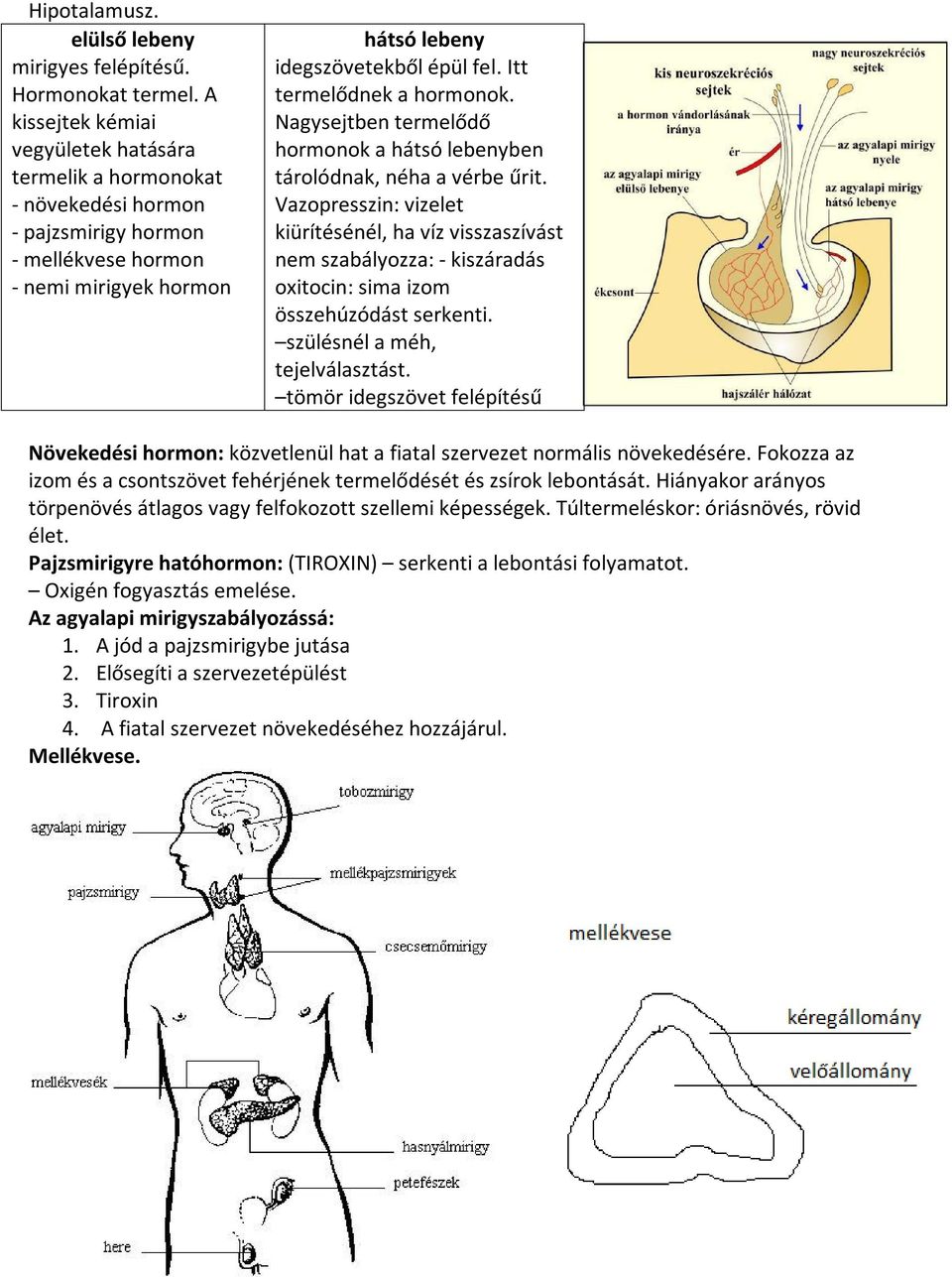 Itt termelődnek a hormonok. Nagysejtben termelődő hormonok a hátsó lebenyben tárolódnak, néha a vérbe űrit.