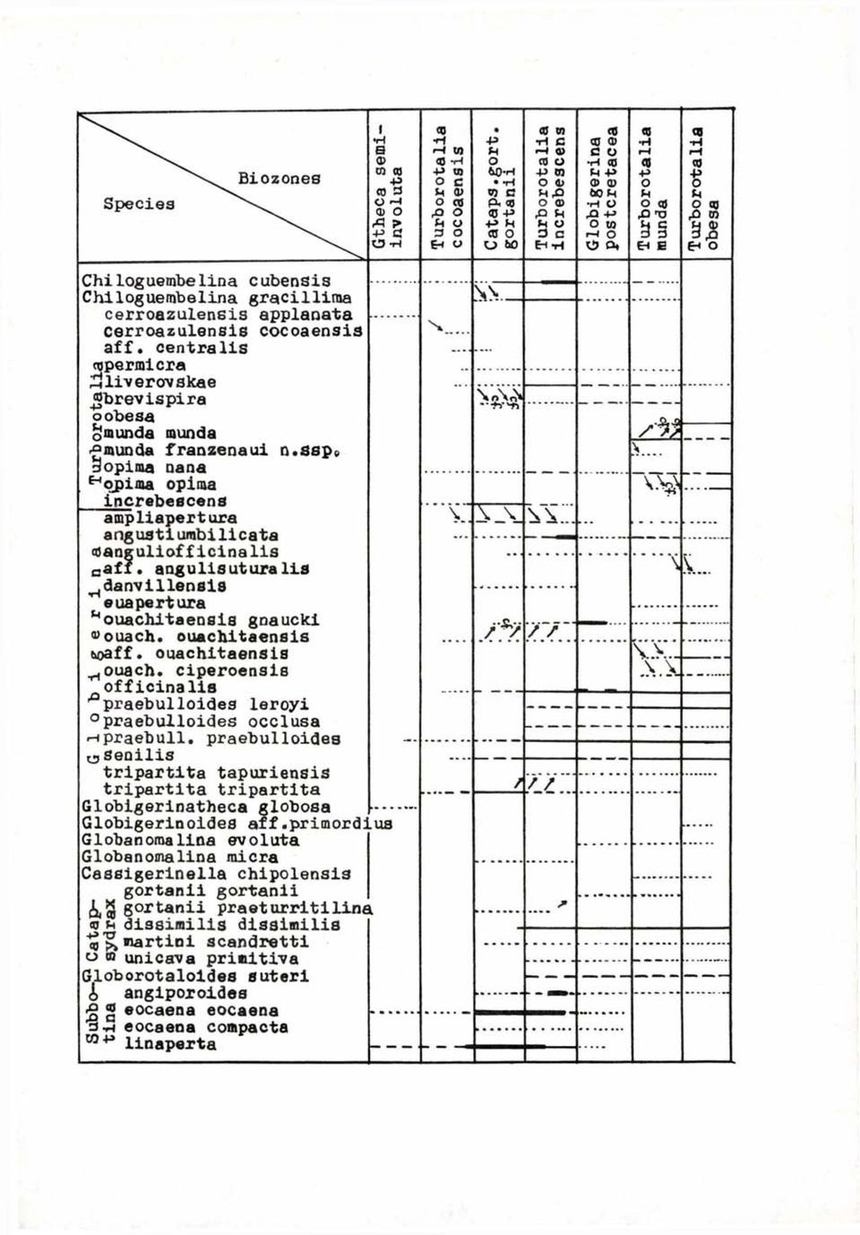 cocoaensis aff. centralis cupermicra 3 liverovskae «brevispira oobesa cjmunda munda Pmunda franzenaui n.