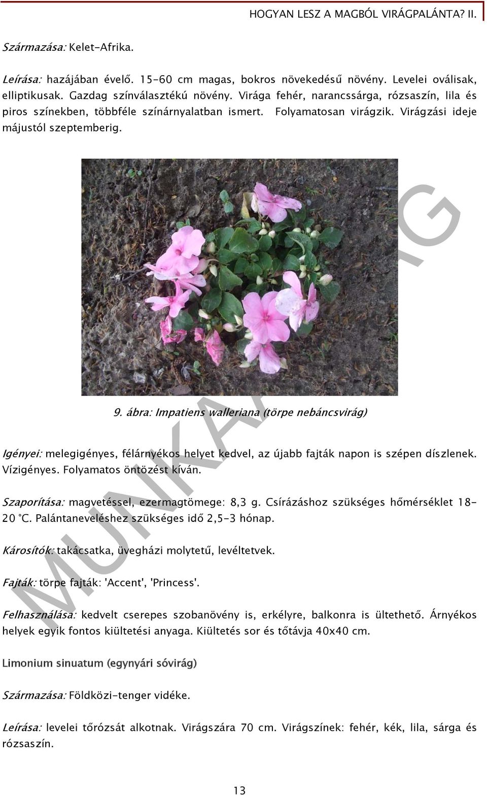 ábra: Impatiens walleriana (törpe nebáncsvirág) Igényei: melegigényes, félárnyékos helyet kedvel, az újabb fajták napon is szépen díszlenek. Vízigényes. Folyamatos öntözést kíván.