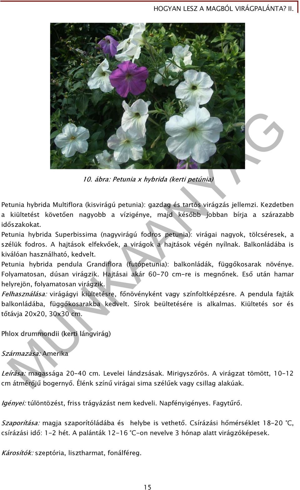 Petunia hybrida Superbissima (nagyvirágú fodros petunia): virágai nagyok, tölcséresek, a szélük fodros. A hajtások elfekvőek, a virágok a hajtások végén nyílnak.