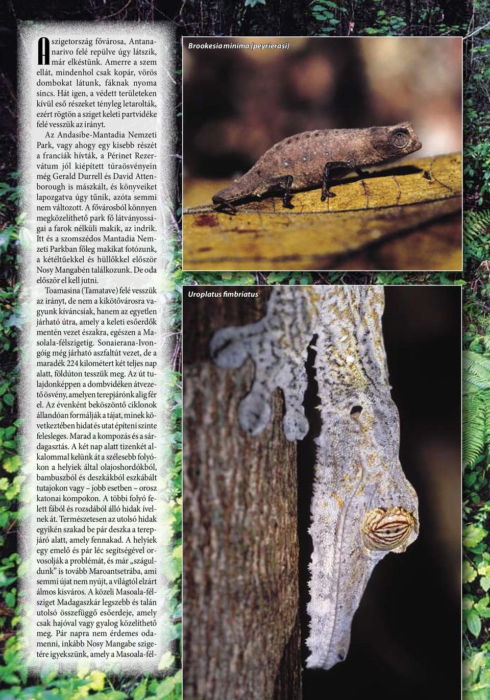 Az Andasibe-Mantadia Nemzeti Park, vagy ahogy egy kisebb részét a franciák hívták, a Périnet Rezervátum jól kiépített túraösvényein még Gerald Durrell és David Attenborough is mászkált, és könyveiket