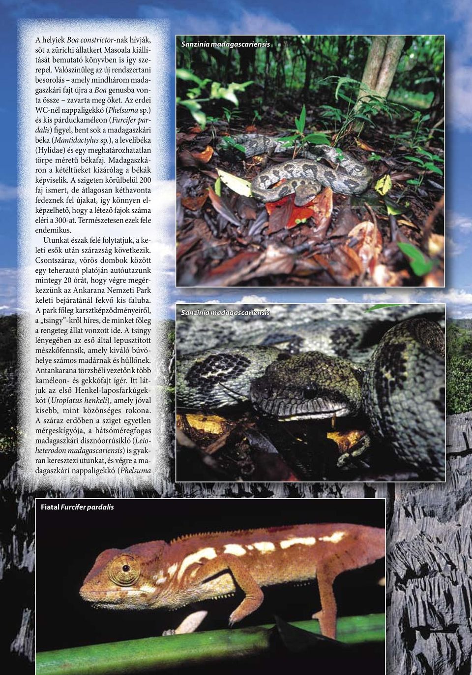 ) és kis párduckaméleon (Furcifer pardalis) figyel, bent sok a madagaszkári béka (Mantidactylus sp.), a levelibéka (Hylidae) és egy meghatározhatatlan törpe méretű békafaj.