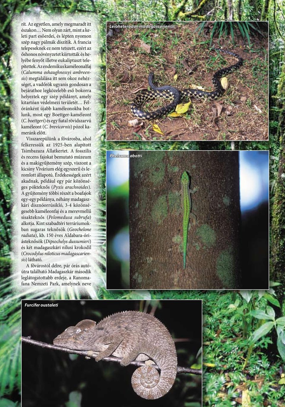 Az endemikus kaméleonalfaj (Calumma oshaughnessyi ambreensis) megtalálása itt sem okoz nehézséget, a vadőrök ugyanis gondosan a bejárathoz legközelebb eső bokorra helyeztek egy szép példányt, amely