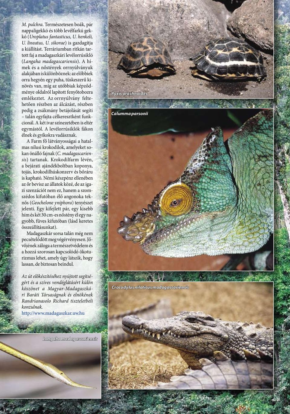 A hímek és a nőstények orrnyúlványuk alakjában is különböznek: az előbbiek orra hegyén egy puha, tüskeszerű kinövés van, míg az utóbbiak képződménye oldalról lapított fenyőtobozra emlékeztet.
