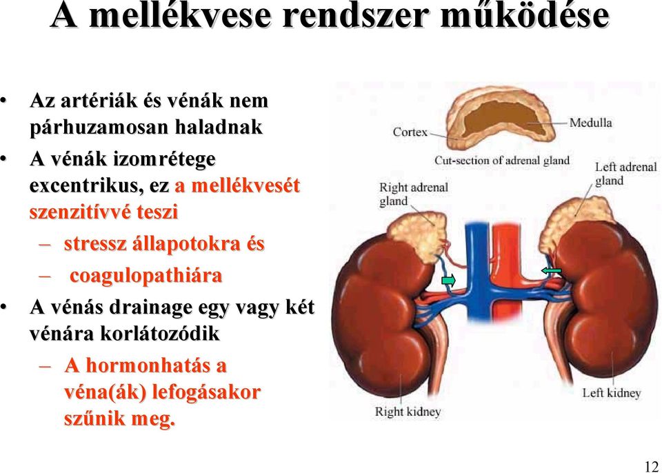 teszi stressz állapotokra és coagulopathiára A vénás drainage egy vagy