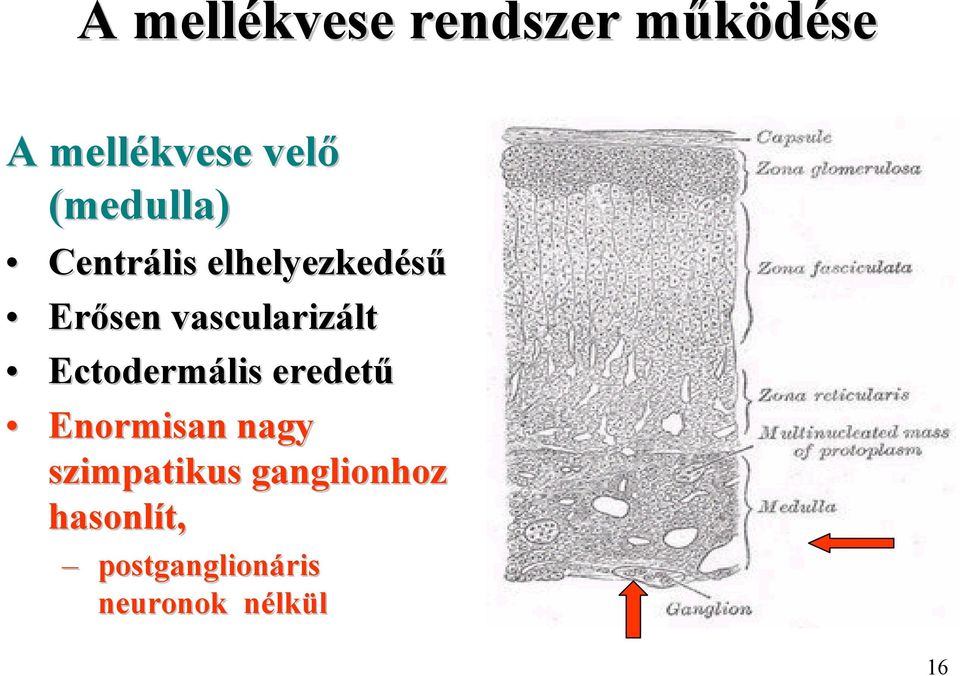 vascularizált Ectodermális eredetű Enormisan nagy