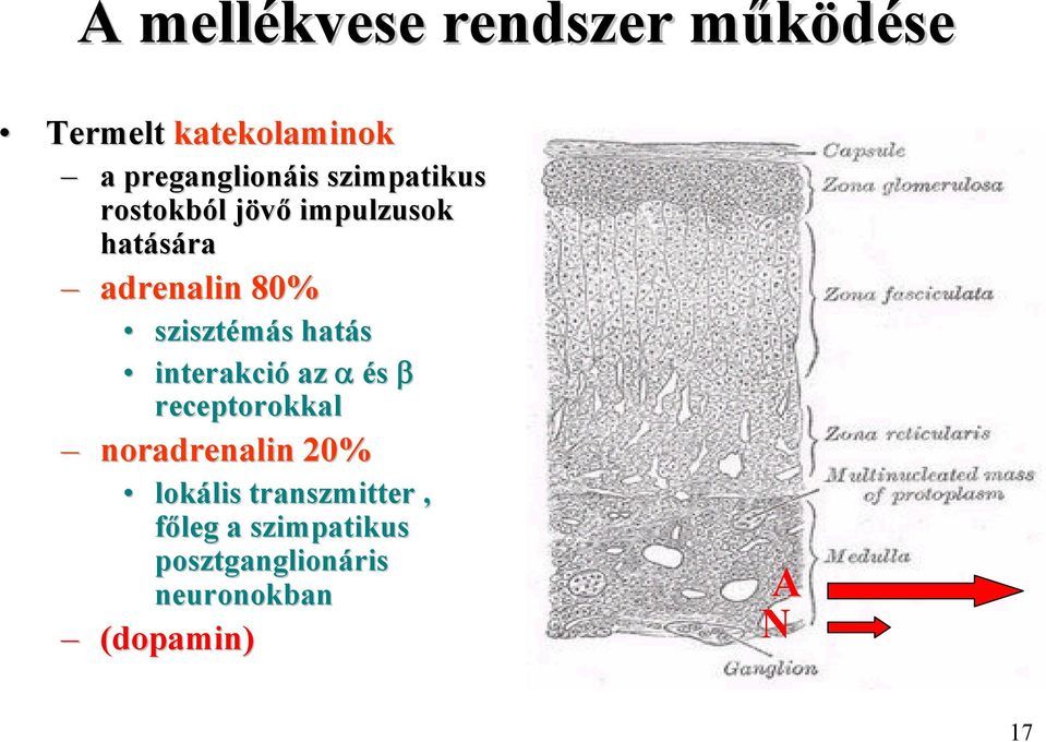 hatás interakció az α és β receptorokkal noradrenalin 20% lokális