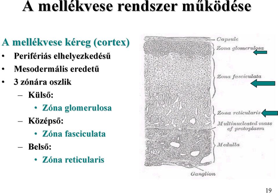 Mesodermális eredetű 3 zónára oszlik Külső: Zóna